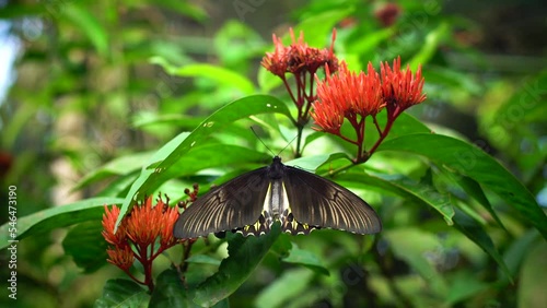 Danaidae. Video of an adult butterfly sucking a nextar flower. photo