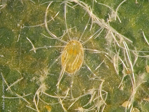 Nesting whitefly, Paraleyrodes minei (Hemiptera: Aleyrodidae). Infesting citrus and avocado trees. Nymph on an avocado tree leaf photo