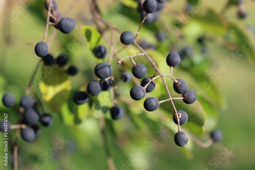 Close-up of blue berries on branch of common privet hedge. Ligustrum vulgare tree in the garden photo