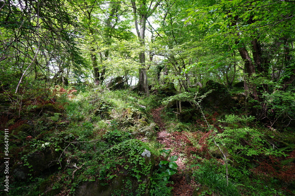 Obraz premium spring path through mossy rocks and fern