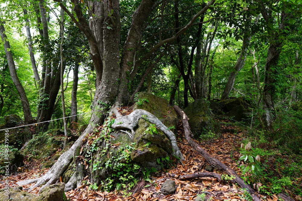 old trees rooting on rocks old trees rooting on rocks