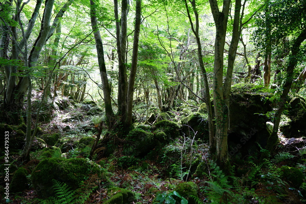 dense wild forest with mossy rocks and old trees
dense wild forest with mossy rocks and old trees
