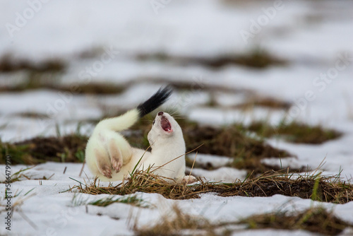 Hermelin (Mustela erminea) im Winterfell photo