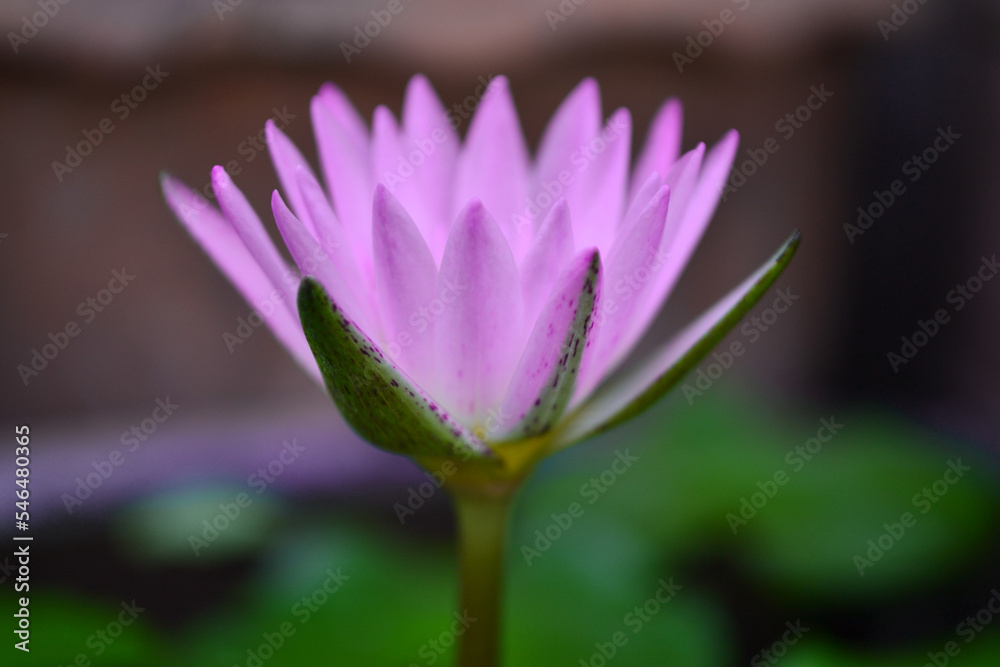 Pink lotus flowers are blooming beautifully on the blurred background.