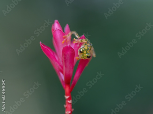 Reticulated Glass Frog - Hyalinobatrachium valerioi, beautiful small green and yellow frog from Central America forests, Costa Rica. photo