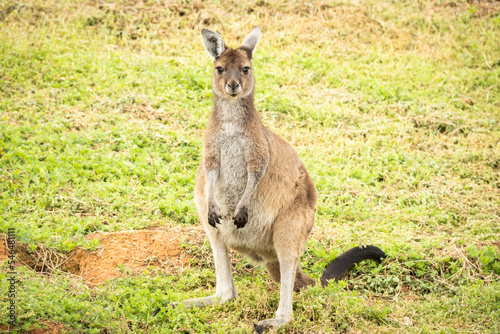 Young kangaroo looking at the camera Karri Valley Resort Pemberton photo