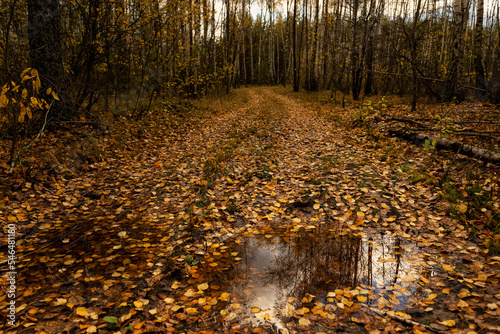 Fotografie, Obraz Forest road strewn with fallen yellow leaves and the reflection of the autumn fo