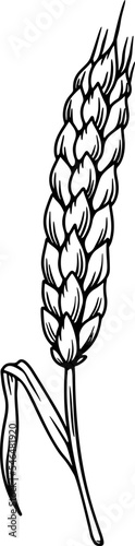 Illustration of wheat spikelet in engraving style. Design element for card, banner, menu. Vector illustration