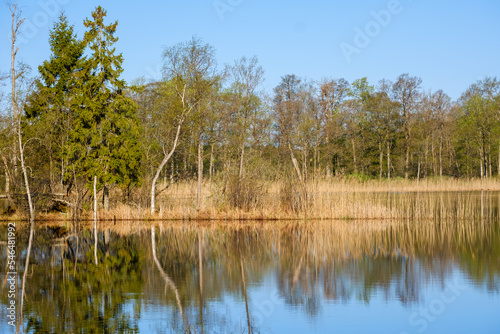 Spruce tree on the beach at a lake in a wetland photo