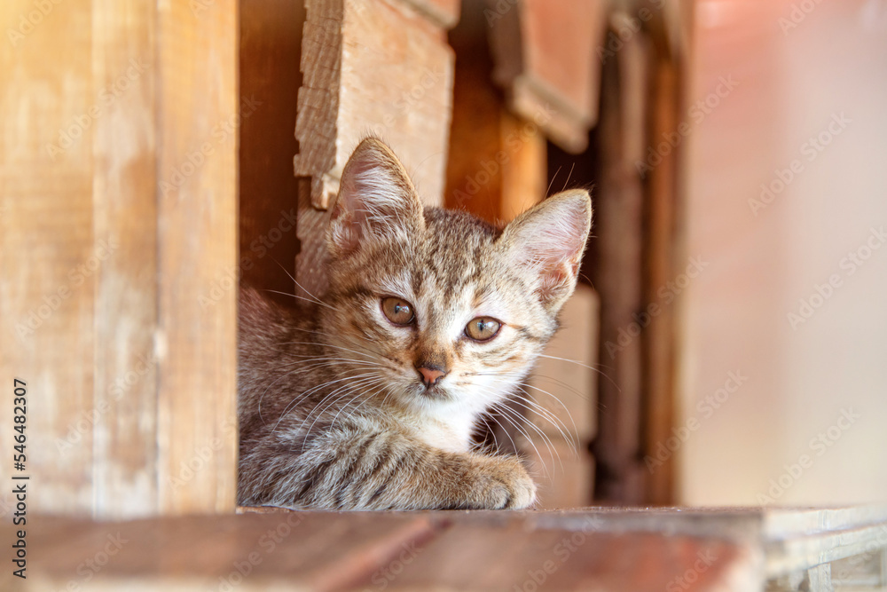 Little kitten sits on the windowsill at the entrance to the house. Little kitten sits on the windowsill at the entrance to the house.