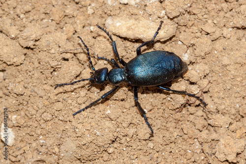 Schwarzblauer Ölkäfer (Meloe proscarabaeus) photo