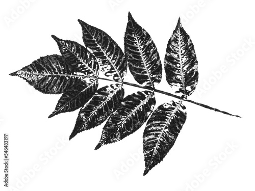 texture of foliage imprint on paper, leaf texture on a white background