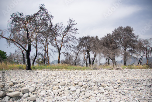 Burnt trees on the coast, ecological disaster