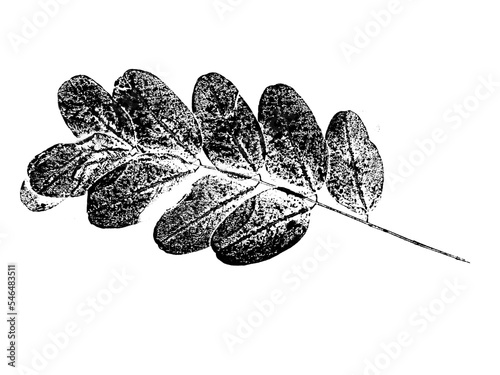 texture of foliage imprint on paper, leaf texture on a white background