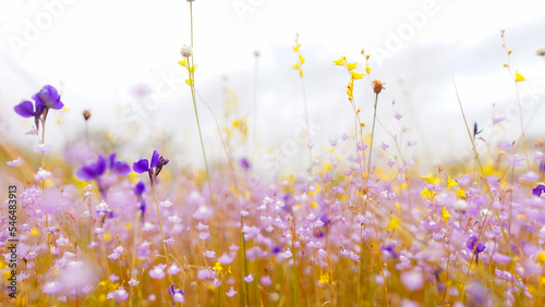Field of colorful flowers that are beautiful in sunshine day, select focus.