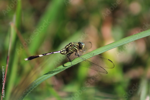 A dragonfly hopped on a leaf (ID: 546483977)