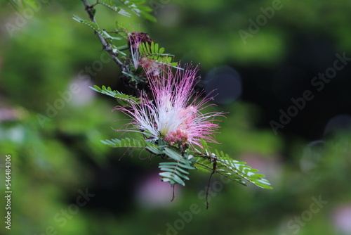 Pink Powderruff flower or Calliandra brevipes photo