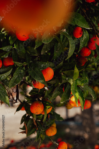 Orange tree with organes and green lives.  photo