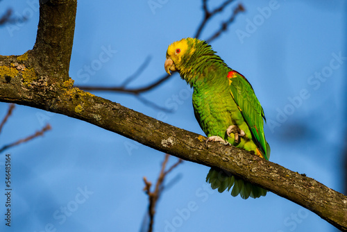 Gelbkopfamazone (Amazona oratrix) photo