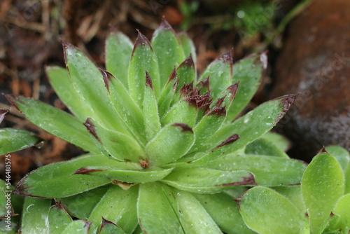 rojnik murowy sempervivum