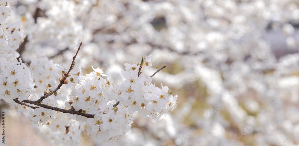 Cherry blossom in spring for background, copy space Cherry blossom in spring for background, copy space