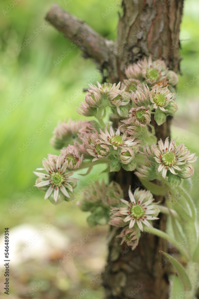 rojnik murowy sempervivum