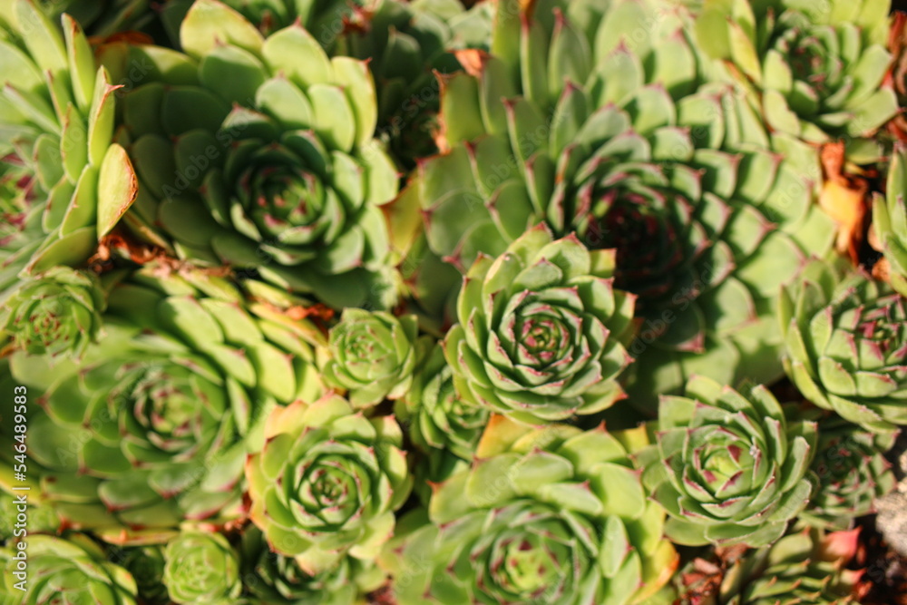 rojnik murowy sempervivum tectorum rojnik murowy sempervivum tectorum