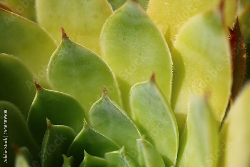 rojnik murowy sempervivum tectorum