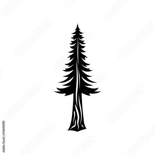 Natural silhouette of a redwood tree. template tree isolated
