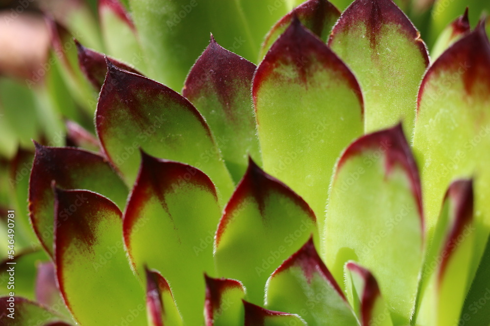 rojnik murowy sempervivum tectorum rojnik murowy sempervivum tectorum