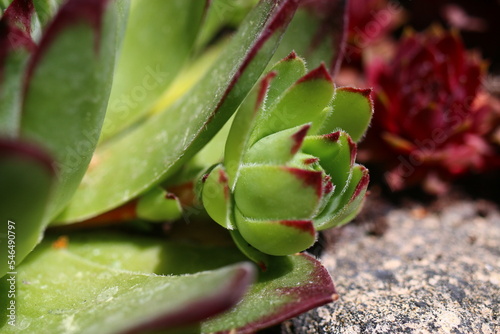 rojnik Sempervivum tectorum rojnik murowy