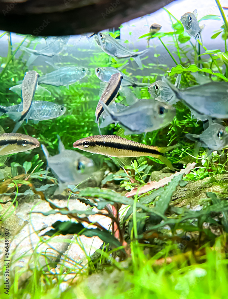 The Siamese Algae-eater (Crossocheilus oblongus) with Costae Tetra ...