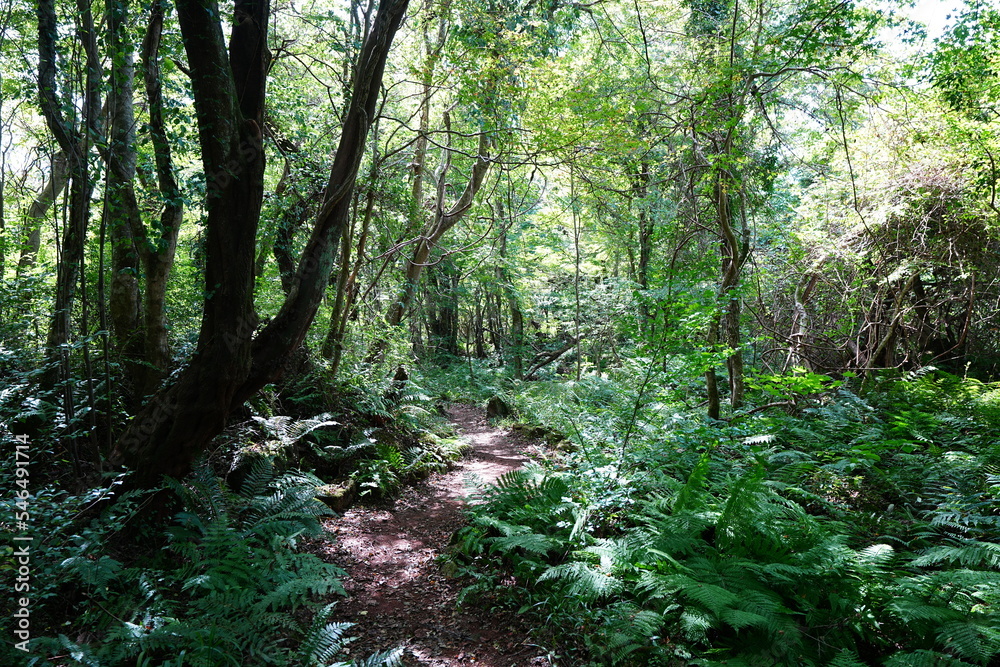 brilliant summer forest with fine path