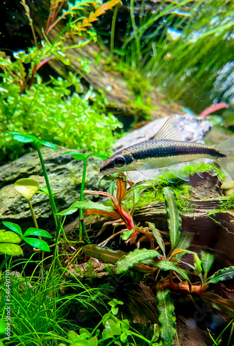 The Siamese Algae-eater (Crossocheilus oblongus) in the home aquarium with plants photo