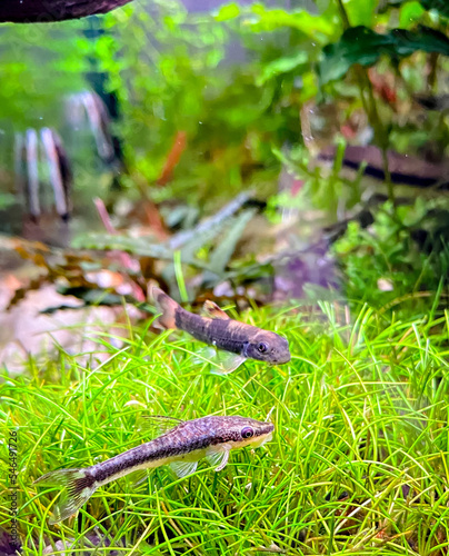 Garra flavatra - Panda Garra - species of cyprinid fish and Otocinclus affinis in aquarium - one of the smallest known suckermouth catfish, often called a 'dwarf oto' photo