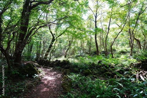 mossy rock wall and path in deep forest