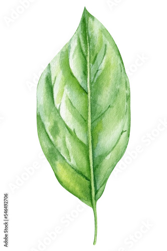 Green leaf on isolated background  watercolor botanical illustration.