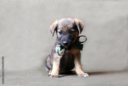 Cute mutt puppy on a gray background