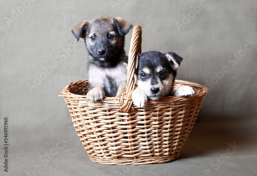 Two cute puppies sitting in a basket on a gray background