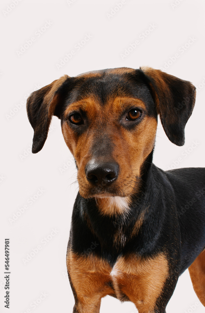 Studio portrait of a mixed-race dog. Adopted street dog black and brown color with short hair fur on white background.