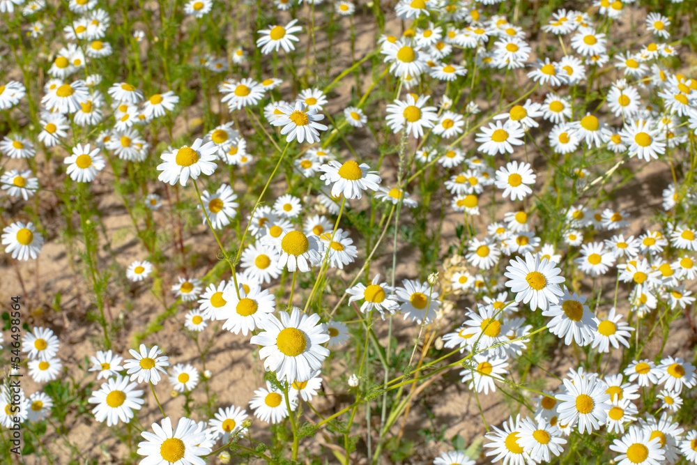 Daisy daisy blossom, wild summer flowering meadow close-up