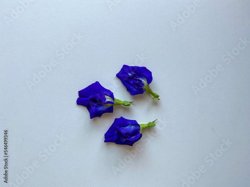 butterfly pea photo