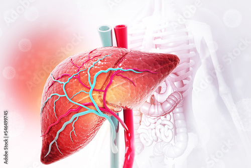 Foto Human liver anatomy structure, 3d illustration