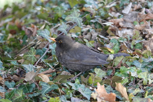 Beautiful photo of the common blackbird, Turdus merula, in grass with leaves. High quality photo photo