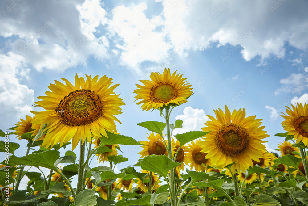 Obraz premium Sunflowers on a sunny summer day