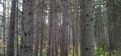 Fototapeta Naklejka Na Ścianę i Meble -  forest in autumn, landscape