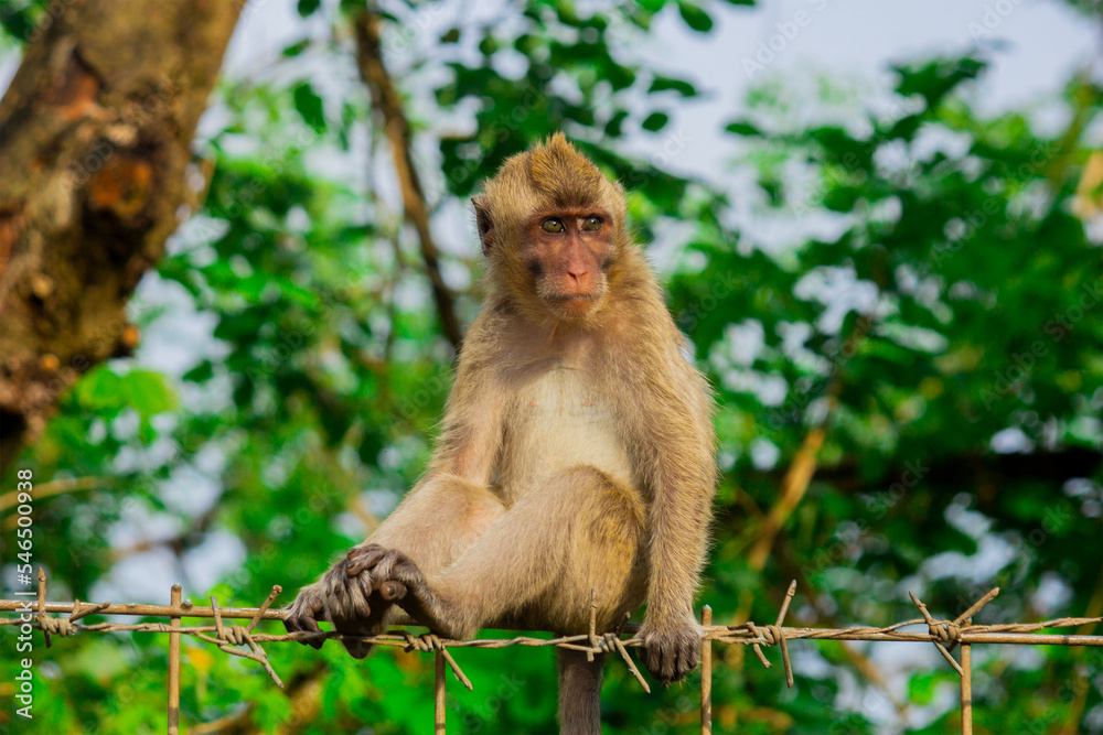 wild monkeys in the zoo and wildlife