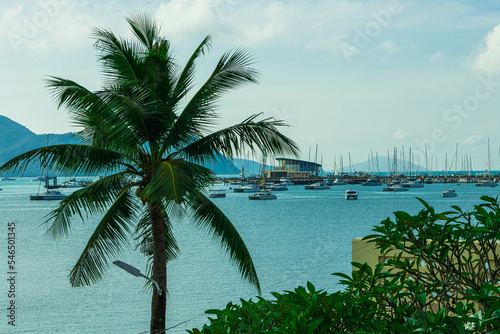 palm trees on the beach