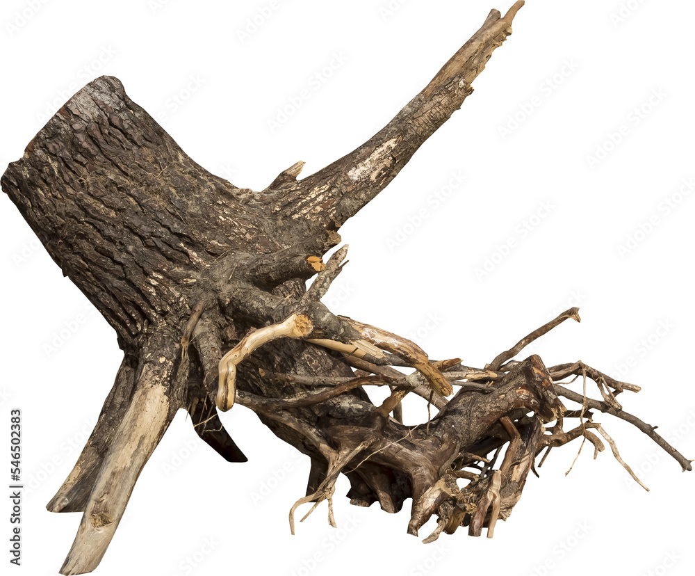 Isolated PNG cutout of a dead tree on a transparent background