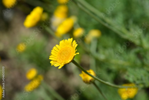 Yellow chamomile flower